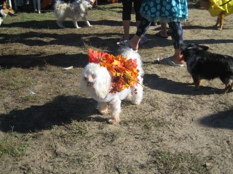 halloween 2010 035
